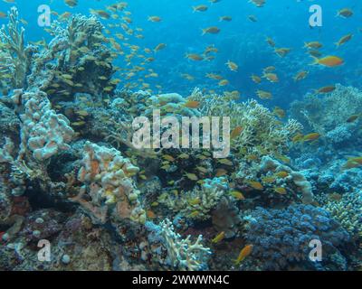 Juwelen-Fahnenbarsche (Pseudanthias squamipinnis), Korallenriff, Tauchplatz Siyul Kebir Reef, Rotes Meer, Ägypten Foto Stock