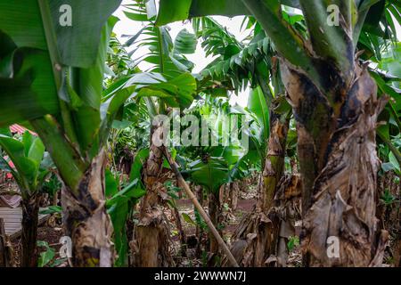 Gruppo di banane verdi appese su un albero di banane nell'isola di Terceira, nelle Azzorre. Vivace scena tropicale. Foto Stock