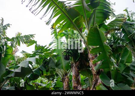Gruppo di banane verdi appese su un albero di banane nell'isola di Terceira, nelle Azzorre. Vivace scena tropicale. Foto Stock