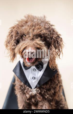 Un cane marrone in vestibilità formale seduto su un divano Foto Stock