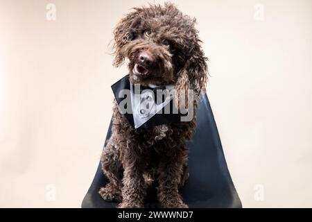 Dog in smoking siede su una sedia da studio nera Foto Stock