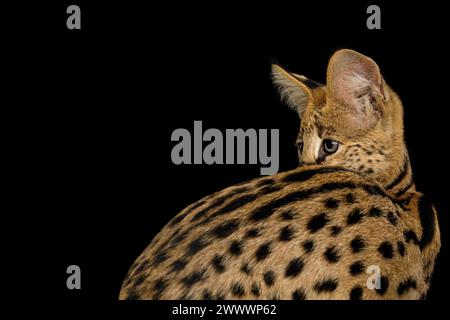 Gatto con pelo maculato, isolato sul retro su sfondo nero in studio, vista laterale Foto Stock