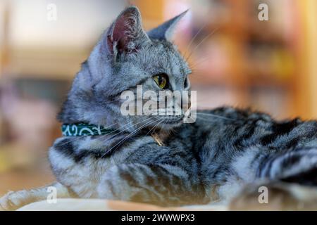 Ritratto di un gatto che sembra curioso Foto Stock