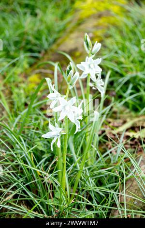 Ornithogalum nutans, noto come drooping star-of-Bethlehem, [1] è una specie di pianta in fiore della famiglia delle Asparagaceae, Foto Stock