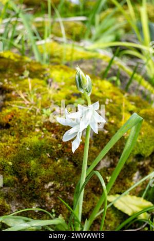 L’Ornithogalum nutans, noto come Drooping Star-of-Bethlehem, è una specie di piante da fiore della famiglia delle Asparagaceae, Foto Stock