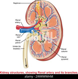 rene, veterinario, renale, escrezione, nefropatia, vettore, illustrazione, salute, medico, medicina, scienza, sano, diagramma, corpo, sangue, malattia, b Illustrazione Vettoriale