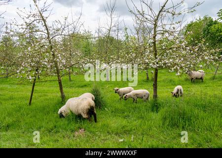 Agroforestale, allevamento di ovini in un meleto. Il frutteto prato o il frutteto pascolato combina alberi da frutto con bestiame Foto Stock