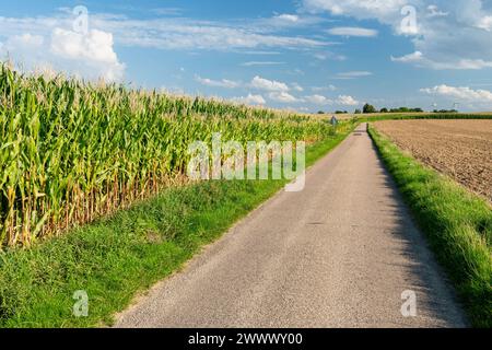 Fresne-le-Plan (Francia settentrionale): Campo di mais ai margini di una strada di campagna. Foto Stock