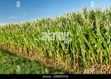 Fresne-le-Plan (Francia settentrionale): Campo di mais in fase di fioritura in estate Foto Stock