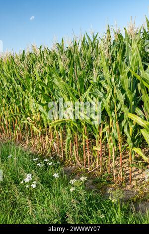 Fresne-le-Plan (Francia settentrionale): Campo di mais in fase di fioritura in estate Foto Stock