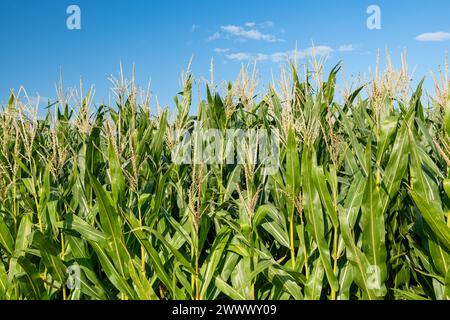 Fresne-le-Plan (Francia settentrionale): Campo di mais in fase di fioritura in estate Foto Stock