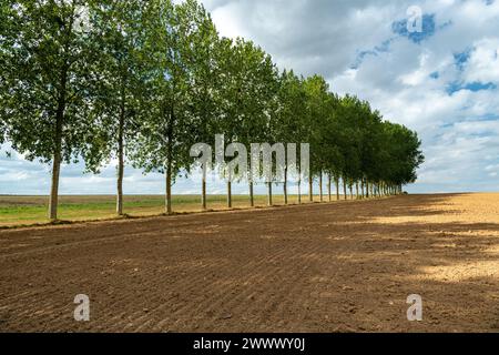 Linea di pioppi ai margini di un campo nella campagna vicino a Fresne-le-Plan (Francia settentrionale). Campo arato Foto Stock