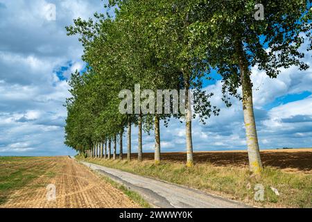 Linea di pioppi lungo una strada ai margini di un campo nella campagna vicino a Fresne-le-Plan (Francia settentrionale) Foto Stock