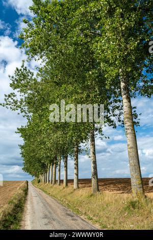 Linea di pioppi lungo una strada ai margini di un campo nella campagna vicino a Fresne-le-Plan (Francia settentrionale) Foto Stock