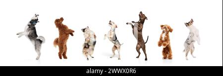 Banner. Collage. Cani di diverse razze che saltano felicemente sulle zampe posteriori sullo sfondo bianco dello studio. Foto Stock