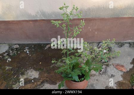 Triffid Weed o Chromolaena odorata Foto Stock