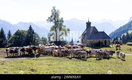 Bovini Brown Swiss e Fleckvieh presso la Cappella di Hochälpele sul Bödele a Schwarzenberg nel Bregenzerwald, Vorarlberg, Austria Foto Stock