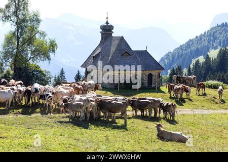 Bovini Brown Swiss e Fleckvieh presso la Cappella di Hochälpele sul Bödele a Schwarzenberg nel Bregenzerwald, Vorarlberg, Austria Foto Stock