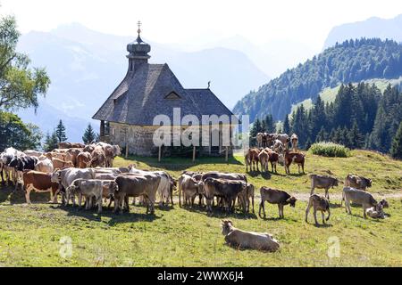 Bovini Brown Swiss e Fleckvieh presso la Cappella di Hochälpele sul Bödele a Schwarzenberg nel Bregenzerwald, Vorarlberg, Austria Foto Stock