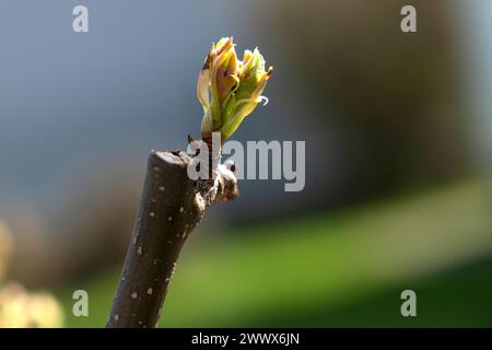 Pere, Bud Burst Foto Stock