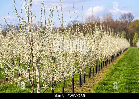 Obstanbau Betrieb bei Bottrop-Kirchhellen, blühende Apfelbäume, NRW, Deutschland Apfelbaum Blüte *** Fattoria di frutticoltura vicino a Bottrop Kirchhellen, meli fioriti, NRW, Germania Fiori di mele Foto Stock