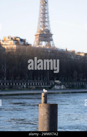 Un gabbiano arroccato su un palo vicino a un fiume che scorre a Parigi Foto Stock