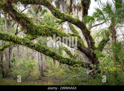 Quercia viva ricoperta di felci Resurrection nel Myakka River State Park a Sarasota, Florida, Stati Uniti Foto Stock