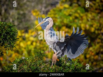 Great Blue Heron, torrioni per il nido al Venice Bird Rookery di Venice, Florida, USA Foto Stock