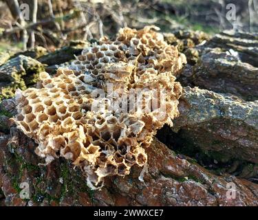 Resti di vespe nidificano in natura. Foto Stock