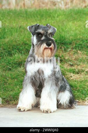 Miniaturizzato Schnauzer Black Silver Sat Forward Foto Stock