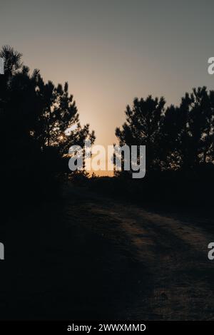 Splendido tramonto nella foresta accanto a un sentiero sterrato Foto Stock