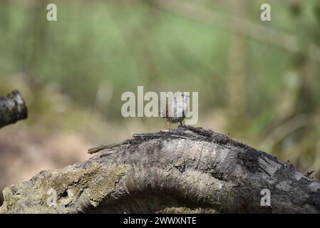 Dunnock (Prunella modularis) arroccato sulla sommità di un ramo arcuato, rivolto verso la telecamera con occhio solare, scattato su uno sfondo boscoso fuori fuoco Foto Stock