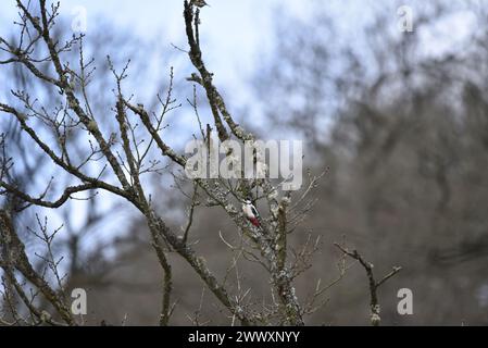 Vista a distanza di un maschio grande picchio maculato (Dendrocopos Major) arroccato nei rami di alberi ricoperti di Lichen a sinistra nel Galles centrale, Regno Unito in primavera Foto Stock
