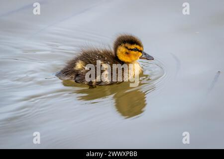 Un anatra al germano (Anas platyrhynchos) che fa la prima nuotata. Foto Stock