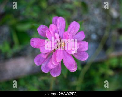 Zinnia Purple (Zinnia elegans) che fiorisce in un giardino tropicale. Foto Stock