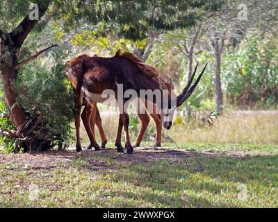 Antilope sabile (Hippotragus niger). E' originario dell'Africa meridionale e orientale. Foto Stock