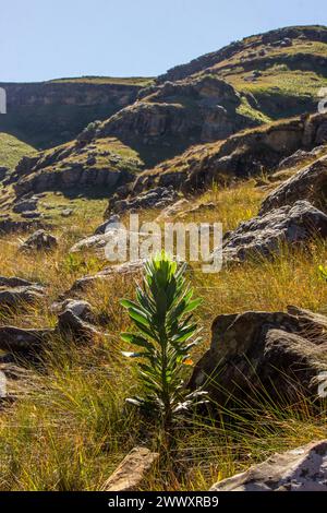 Un comune alberello di sugarbush (Caffra Protea) cresce tra le erbe e il paesaggio disseminato di massi delle montagne Drakensberg del Sudafrica Foto Stock