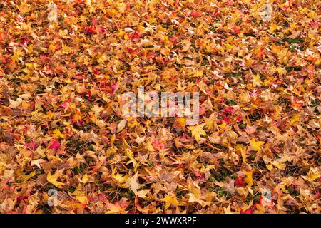 Foglie di autunno giacente a terra Foto Stock