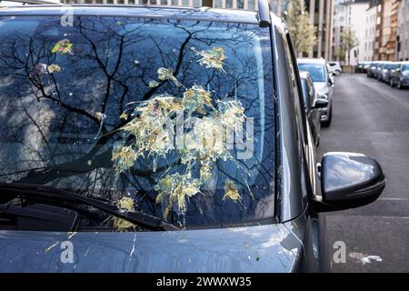 Parabrezza di un'auto parcheggiata coperta da escrementi di uccelli, Colonia, Germania. mit Vogelkot verdreckte Windschutzscheibe eines geparkten Autos, Koeln, Deut Foto Stock