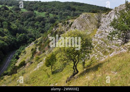 Gli strati esposti di calcare del Carbonifero e gli alberi storditi crescono sui lati ripidi della Burrington Combe Gorge sulla collina Mendip Foto Stock