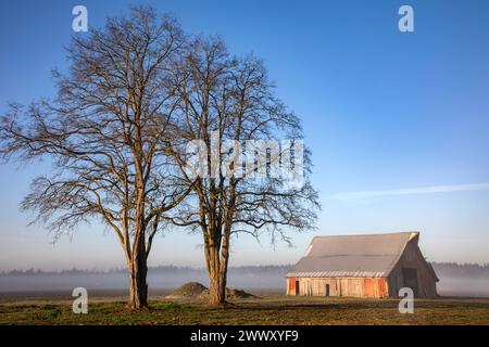 WA25111-00...WASHINGTON - un vecchio fienile in una mattinata nebbiosa nella Skagit Valley vicino a Mount Vernon. Foto Stock