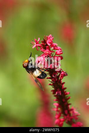 Mosca Pellucida (Volucella pellucens), su candela annodata (Polygonum amplexicaule) Renania settentrionale-Vestfalia, Germania Foto Stock