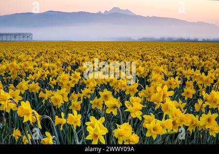 WA25114-00...WASHINGTON - campo di narcisi in piena fioritura nella Skagit Valley vicino a Mount Vernon. Foto Stock