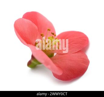 Chaenomeles speciosa fiore isolato su sfondo bianco Foto Stock