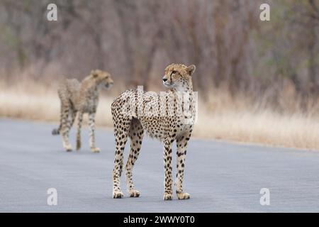 Ghepardi (Acinonyx jubatus), due adulti, in piedi sulla strada asfaltata, allerta, al mattino presto, Kruger National Park, Sudafrica, Africa Foto Stock