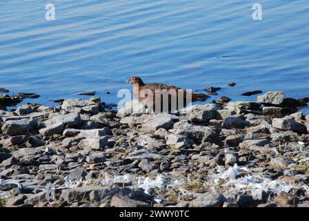 Maschio Red Grouse seduto tra pietre al limitare delle acque e al sole pieno Foto Stock