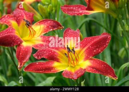 Hemerocallis All American Chief, Daylily All American Chief, grandi fiori rossi con gola gialla Foto Stock