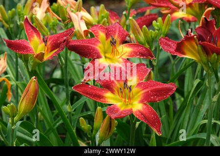 Hemerocallis All American Chief, Daylily All American Chief, grandi fiori rossi con gola gialla Foto Stock