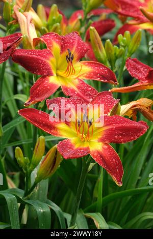 Hemerocallis All American Chief, Daylily All American Chief, grandi fiori rossi con gola gialla Foto Stock