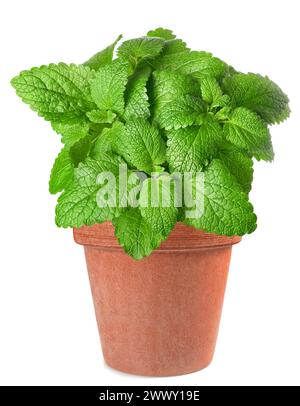 Pianta di balsamo al limone in vaso isolata su fondo bianco Foto Stock
